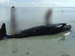 ikan-paus-terdampar-di-pantai-harapan_20180514_101552.jpg