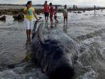 ikan-paus-terdampar-di-pantai-koloudju-desa-menia_2.jpg