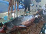 ikan-paus12.jpg