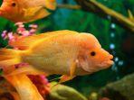 ikan-red-devil-1.jpg