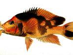 ikan-red-devil-cichlasoma-labiatum-iblis-merah.jpg