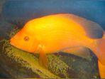 ikan-red-devil-sfg-onsdrignf-bsrygnh.jpg