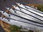 ikan-sanma-nih3.jpg