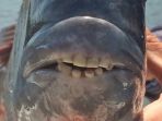 ikan-sheepshead-ikan-bergigi-manusia-yang-bisa-menghancurkan-cangkang-kerang-sekali-gigit_20180516_102537.jpg