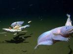 ikan-siput-terlihat-berenang-di-palung-izu-ogasawara-dekat-jepang.jpg