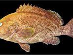ikan-spesies-baru-keluarga-serranidae.jpg