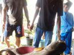 ikan-tapah-raksasa-di-jambi.jpg