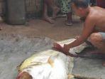 ikan-tapah.jpg