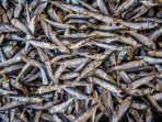 ikan-teri-olahan-layeun_20180116_223316.jpg