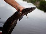 ikan-toman-ke-dalam-perahunya-s.jpg