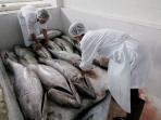 ikan-tuna-beku-siap-ekspor_20160513_054119.jpg