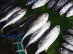 ikan-tuna-dari-ambon.jpg