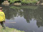 ikan-yang-mabuk-di-aliran-sungai-tiro1.jpg