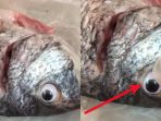 ikan_20180904_083406.jpg