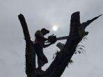 ilustras-ilegal-logging-kayu-ilegal-perambah-hutan.jpg