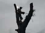 ilustras-ilegal-logging-kayu-ilegal.jpg
