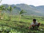 ilustrasi-aktivitas-warga-di-kaki-gunung-guntur_20150726_220404.jpg