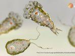 ilustrasi-amoeba-pemakan-otak-times-of-india.jpg