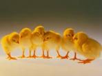 ilustrasi-anak-ayam-umur-sehari-day-old-chicken-doc_20141105_193006.jpg
