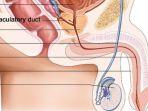 ilustrasi-anatomi-organ-reproduk.jpg