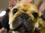 ilustrasi-anjing-berjenis-french-bulldog.jpg