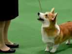 ilustrasi-anjing-corgi_20180413_081705.jpg