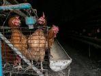 ilustrasi-ayam-potong.jpg