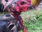 ilustrasi-ayam-potong_20160914_183348.jpg