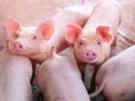 ilustrasi-babi-pig.jpg