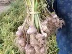 ilustrasi-bawang-putih-25-maret-2019.jpg