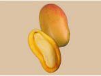 ilustrasi-biji-buah-mangga.jpg