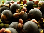 ilustrasi-buah-manggis.jpg
