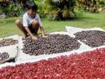 ilustrasi-buah-pala_20150630_153700.jpg