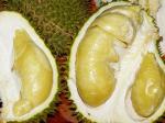 ilustrasi-durian-montong.jpg