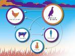 ilustrasi-flu-burung-h5n1.jpg