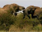ilustrasi-gajah-909212.jpg