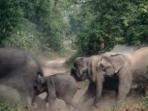 ilustrasi-gajah-liar_20151016_172446.jpg