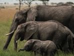 ilustrasi-gajah_20180404_085640.jpg