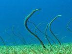 ilustrasi-garden-eel-atau-belut-kebun-di-akuarium-tokyo.jpg