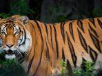 ilustrasi-harimau-17112019.jpg