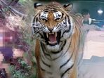 ilustrasi-harimau_20180105_213458.jpg