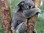 ilustrasi-hewan-koala.jpg