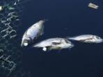 ilustrasi-ikan-mati_20141215_162145.jpg