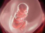 ilustrasi-janin-bayi-8675.jpg