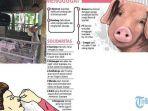 ilustrasi-kandang-babi.jpg