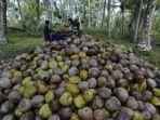 ilustrasi-kelapa.jpg