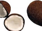 ilustrasi-kelapa_20150707_092301.jpg