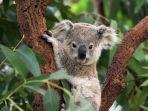 ilustrasi-koala6890.jpg