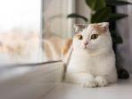 ilustrasi-kucing-comel.jpg