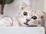 ilustrasi-kucing-munchkins.jpg